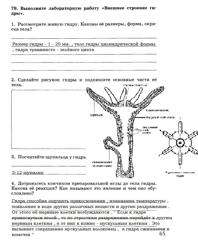 Мега даркнет не работает